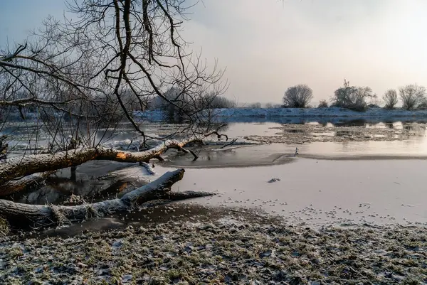 Podlasie nehirleri kışın Narel, Narew, Biebrza