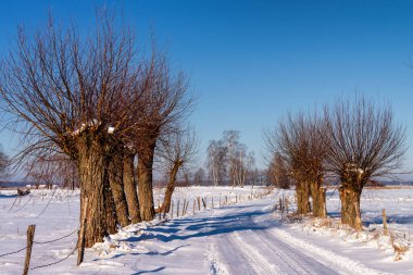 Narew Vadisi 'nde kış yürüyüşü, Podlasie, Polonya