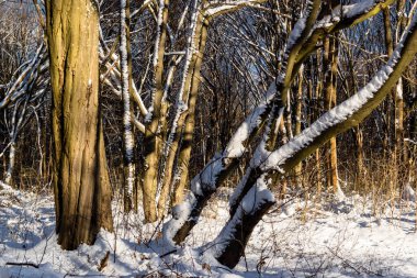 Ormanda kış manzarası, karla, ağaçlarla ve kış ormanlarının dallarıyla kaplıdır.