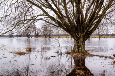 Sonbaharda sular altında kalan bir ağaç.