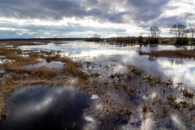Arkasında ağaçlar olan güzel bir tarla görüntüsü.