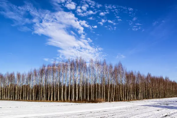 Kırsalda kış tarlaları