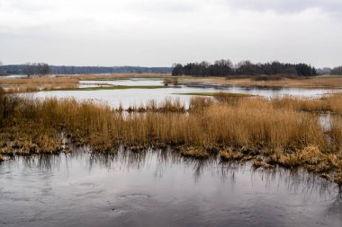Bahar ormanında küçük gölü olan bir göl.