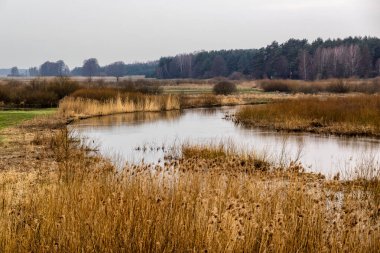 Sonbahar manzarası, ağaçlar, çimenler, ağaçlar