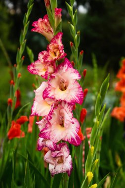 Bahçenin arka planında kırmızı ve sarı gladiolus çiçekleri
