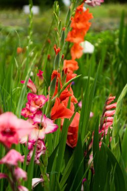 Bahçedeki güzel çiçekler
