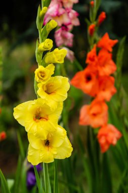 Bahçedeki güzel çiçekler