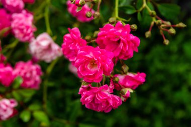 Bahçedeki kırmızı güller