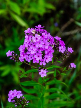 Bahçedeki güzel çiçekler