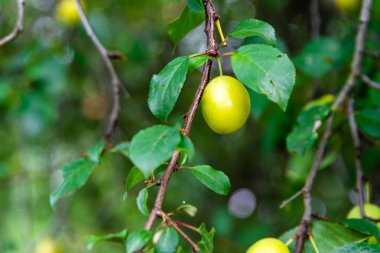 Ağaçtaki yeşil erikler