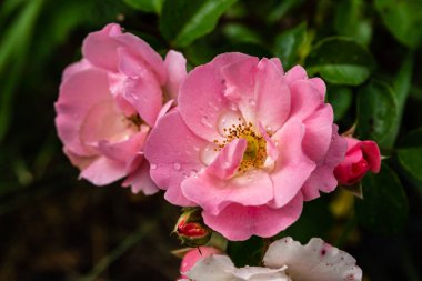 Bahçedeki pembe gül, yakın plan.