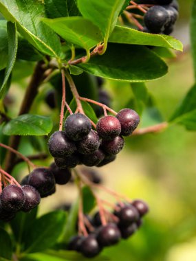 Bahçede kuşüzümü