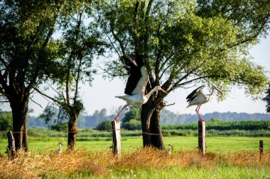 Leylek Hollanda 'da ağaçlarla bir çayırda sıralanmış duruyor.