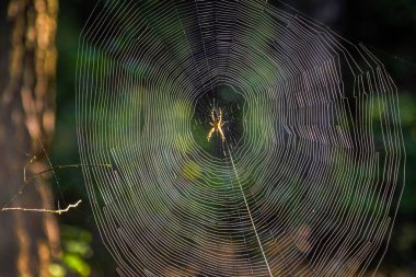 Ormanda örümcek ağı olan örümcek ağı..