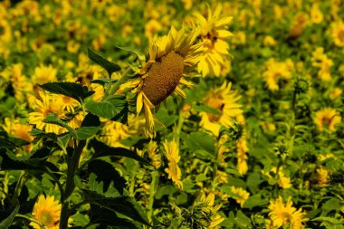 Yazın ayçiçeği tarlası.