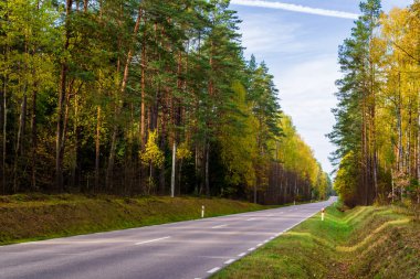 Avrupa ormanlarının, yollarının, ağaçlarının güzel sonbahar manzarası.