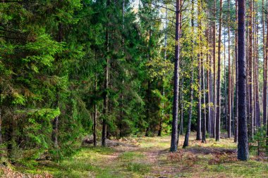 Sonbahar ormanında orman yolu