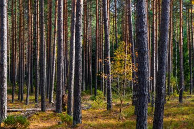 huş ağaçları, sarı ve kızıl ormanlar ile sonbahar manzarası