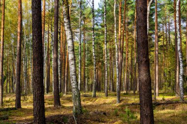 Sabah güzel bir orman