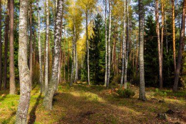 Parkta güneşli bir günde güzel bir sonbahar manzarası
