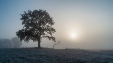Ormanda güzel bir gün batımı