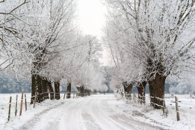Ağaçlar ve karla kaplı güzel kış manzarası