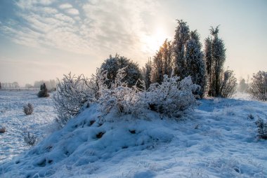 Kış manzarası karla kaplı. Soğuk bir günde çayırdaki ağaçlar ve çimenler..