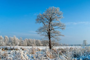 Karlı kış manzarası - ağaçlarla kaplı