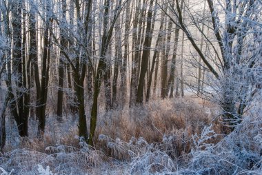 Karla kaplı ağaçlarla kaplı kış manzarası
