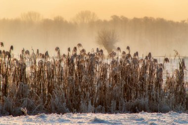 Karla kaplı ağaçlarla kaplı kış manzarası