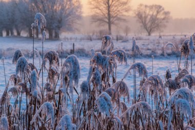 Kış tarlasında donmuş çimenler ve karla kaplı ağaçlar sabah.