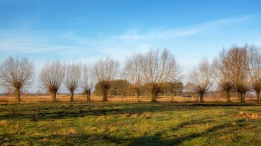 Hollanda sonbahar manzara