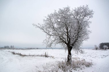 Bir tarlada donmuş ağaç