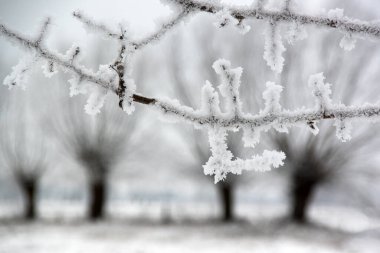 Karla kaplı donmuş ağaç dalları.