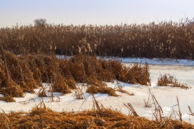 Kuzey Narew Vadisi, Podlasie, Polonya 'da ilkbahar başları