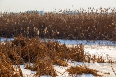 Kuzey Narew Vadisi, Podlasie, Polonya 'da ilkbahar başları