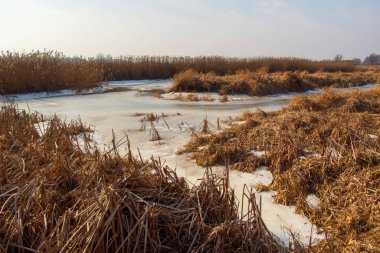 Kuzey Narew Vadisi, Podlasie, Polonya 'da ilkbahar başları
