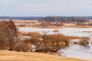 Biebrza Nehri, Podlasie, Polonya 'da bahar selleri