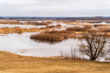 Biebrza Nehri, Podlasie, Polonya 'da bahar selleri