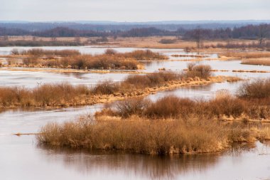 Biebrza Nehri, Podlasie, Polonya 'da bahar selleri