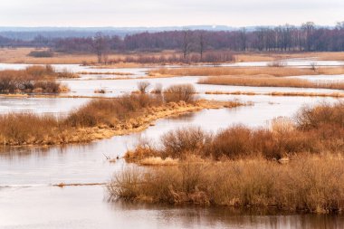 Biebrza Nehri, Podlasie, Polonya 'da bahar selleri