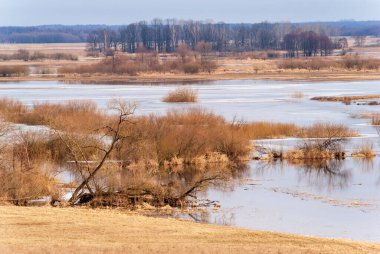 Biebrza Nehri, Podlasie, Polonya 'da bahar selleri