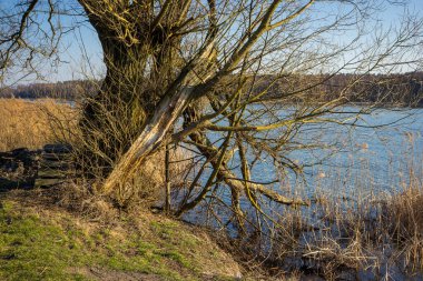 Göldeki bahar ağacı