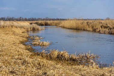 Narew Ulusal Parkı 'nda bahar, Podlasie, Polonya