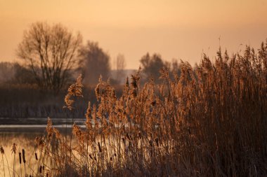 Dojlidzkie Gölü, Podlasie, Polonya 'da güneşli bir sabah