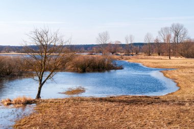 Narew Nehri, Podlasie, Polonya 'da bahar selleri