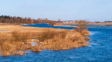 Narew Nehri, Podlasie, Polonya 'da bahar selleri