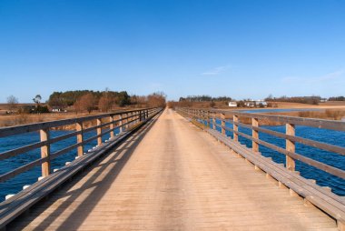 Narew Nehri, Podlasie, Polonya 'da bahar selleri