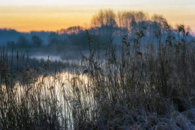 Dojlidzkie Pond 'larında serin bir sabah, Podlasie, Polonya