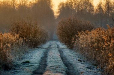 Dojlidzkie Pond 'larında serin bir sabah, Podlasie, Polonya